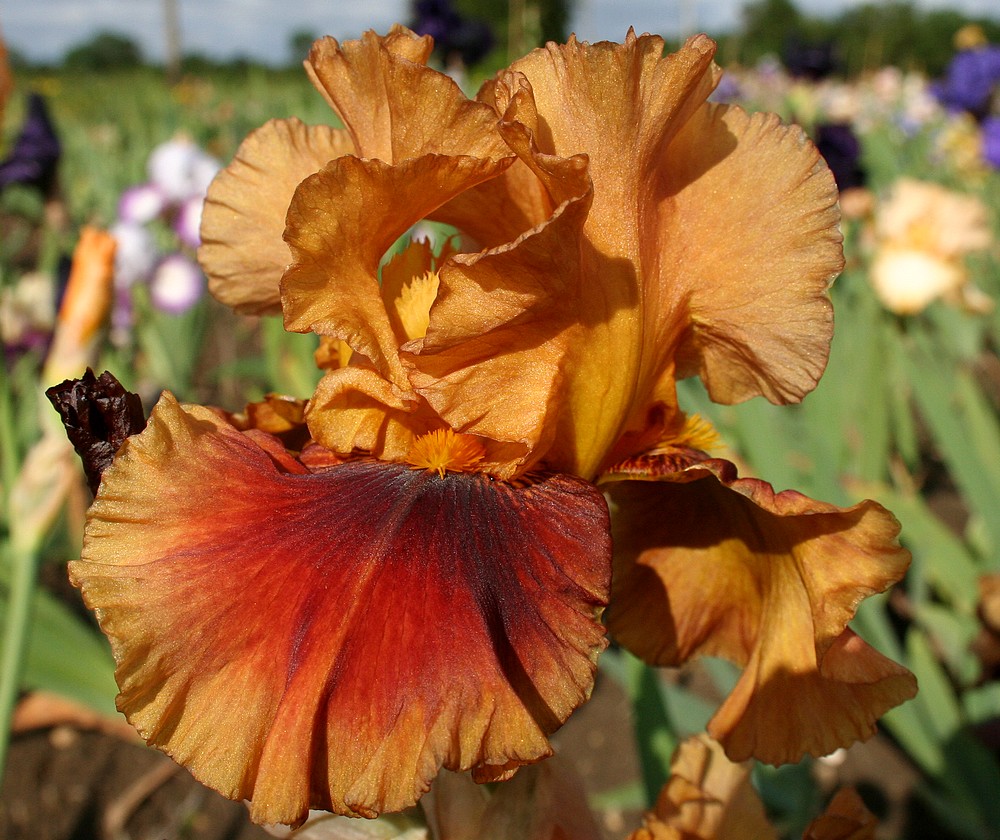 iris cuivrés, bronze, bruns, gris ou à dominante cuivrée, bronze, brune, grise