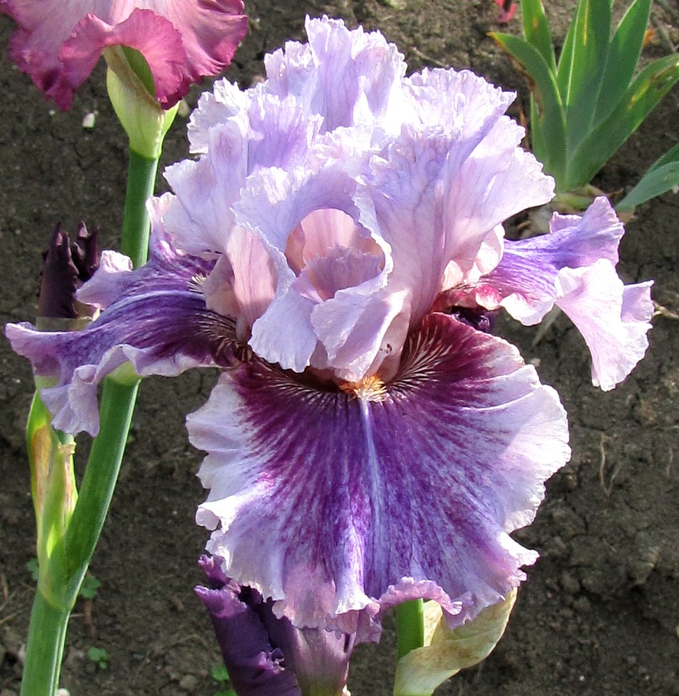 iris lilas, lavande, mauves, violets, pourpres, prune ou à dominante lilas, lavande ....