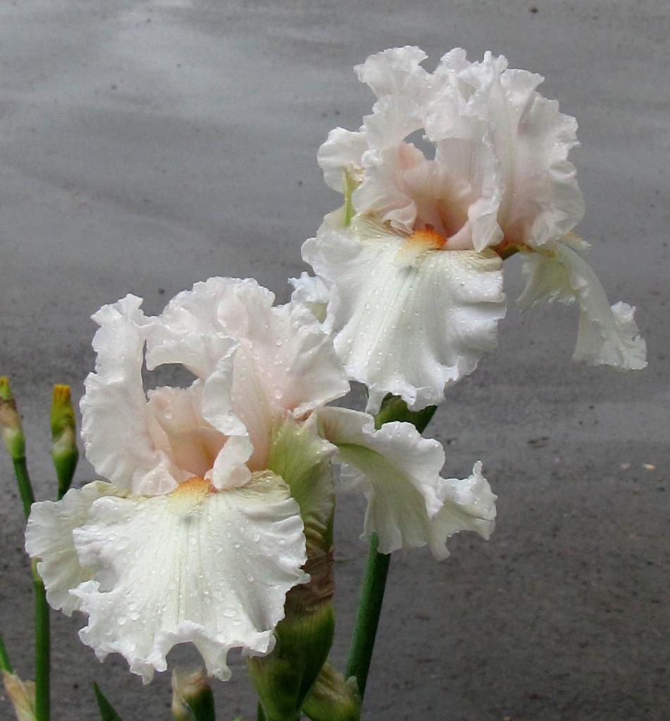 iris blancs ou à dominante blanche