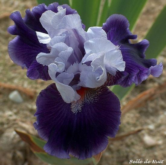 iris neglectas