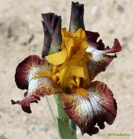 iris variegatas-plicatas