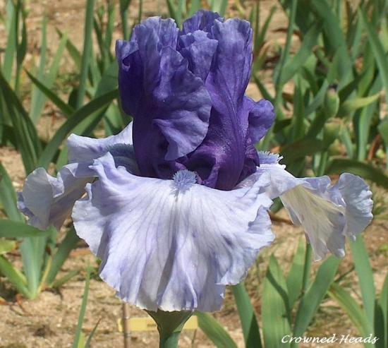 iris amoenas inversés