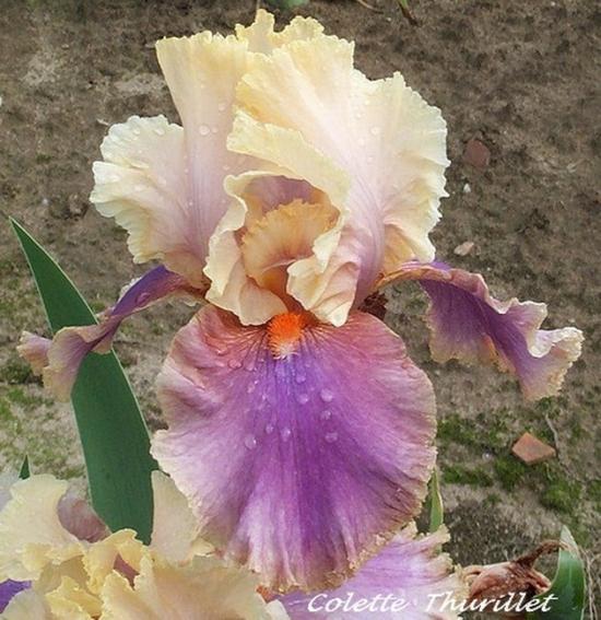 iris bicolores