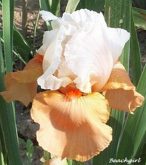 iris amoenas