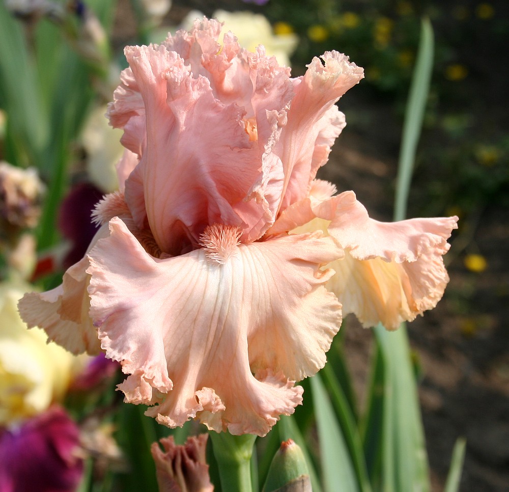 iris rose pâle ou à dominante rose pâle