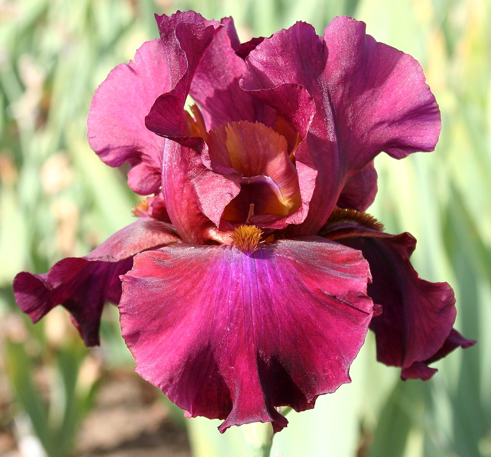 iris rouges ou à dominante rouge
