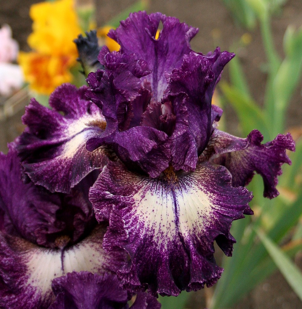 iris plicatas