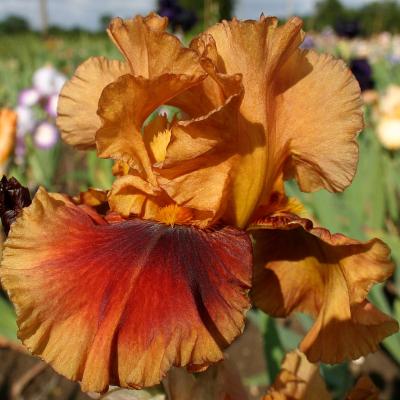 iris cuivrés, bronze, bruns, gris ou à dominante cuivrée, bronze, brune, grise