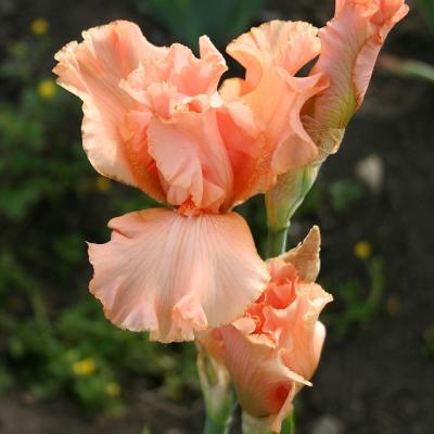 iris rose vif ou à dominante rose vif