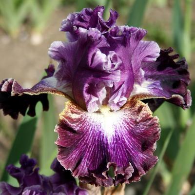 iris luminatas