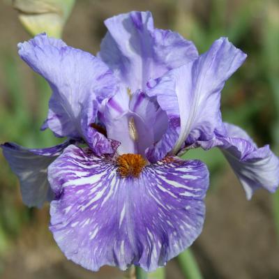 iris broken colors