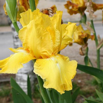 iris jaunes ou à dominante jaune