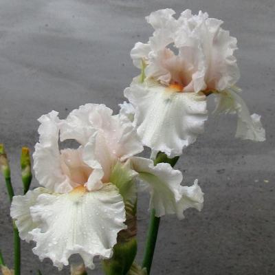 iris blancs ou à dominante blanche