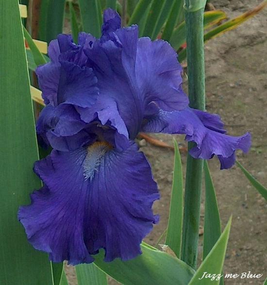 JAZZ ME BLUE