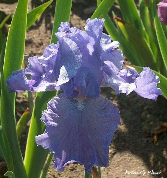 MONET'S BLUE