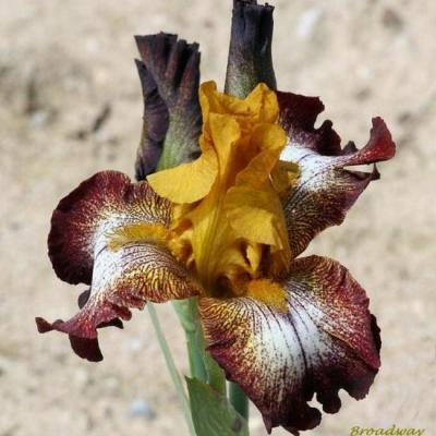 iris variegatas-plicatas