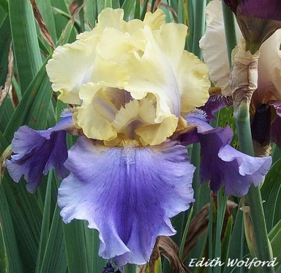 EDITH WOLFORD