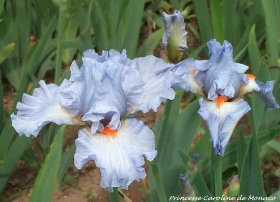 PRINCESSE CAROLINE DE MONACO