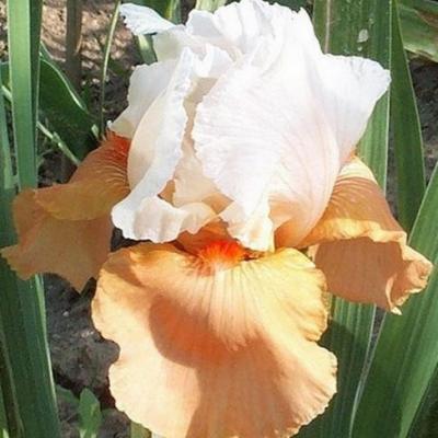 iris amoenas