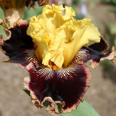 iris variegatas