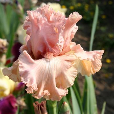 iris rose pâle ou à dominante rose pâle