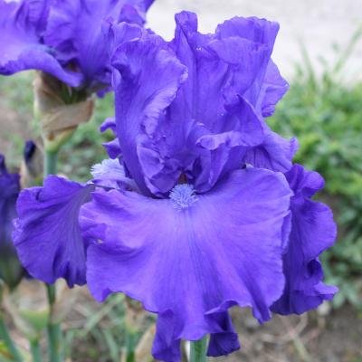 iris bleus ou à dominante bleue