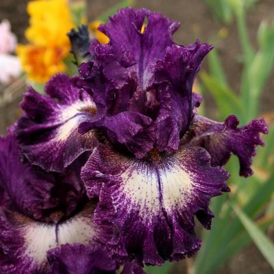 iris plicatas