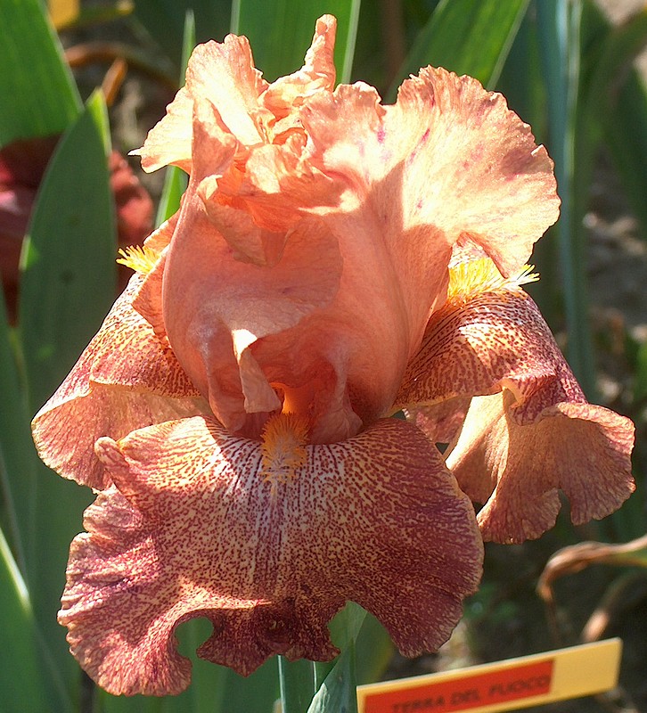 TANZANIAN TANGERINE